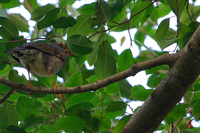 Siberian Thrush ( Zoothera sibirica )