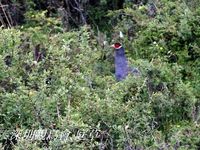 Crossoptilon auritum Blue Eared Pheasant 藍馬雞 004-045