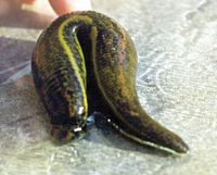Hirudo verbana