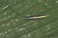 Taeniotes scalatus