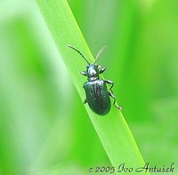 Lema cyanella