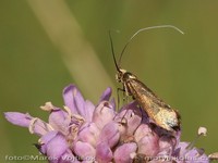 Nemophora metallica