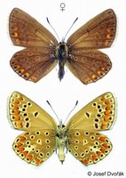 Polyommatus thersites - Chapman's Blue