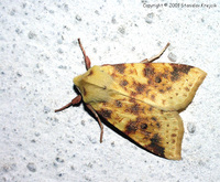Xanthia togata - Pink-barred Sallow