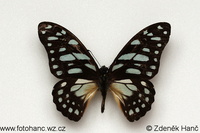 Graphium leonidas