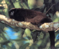 Brown titi (Callicebus brunneus)