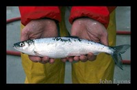Coregonus artedi, Cisco: fisheries, gamefish