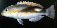 Choerodon jordani, Jordan's tuskfish: aquarium