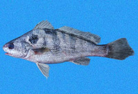 Paralonchurus rathbuni, Bearded banded croaker: fisheries