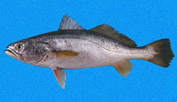Cynoscion albus, Whitefin weakfish: fisheries