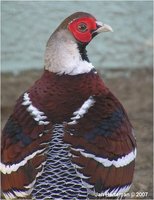 Elliot's Pheasant Syrmaticus ellioti