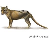 Image of: Thylacinus cynocephalus (Tasmanian wolf)