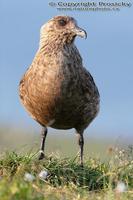 Stercorarius skua - Great Skua