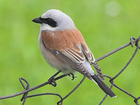 Lanius collurio - Red-backed Shrike