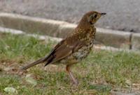 Turdus philomelos - Song Thrush