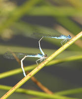 Image of: Enallagma aspersum