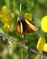 Image of: Thymelicus lineola (European skipper)