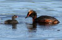 Podiceps auritus - Slavonian Grebe