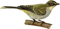 Image of: Nicator vireo (yellow-throated nicator)