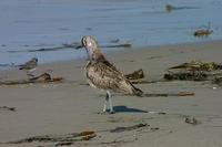 Image of: Numenius phaeopus (whimbrel)