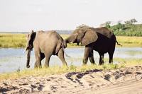 Loxodonta africana - African Elephant