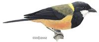 Image of: Pachycephala schlegelii (Regent whistler)