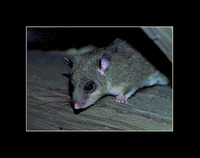 Glis glis - Edible Dormouse