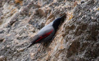 Image of: Tichodroma muraria (wallcreeper)