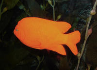 Image of: Hypsypops rubicundus (garibaldi)