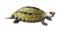 Image of: Callagur borneoensis (painted terrapin)