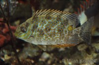 Siganus guttatus - Deepbody Spinefoot