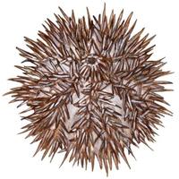 Image of: Lytechinus variegatus (green sea urchin)