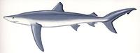 Image of: Prionace glauca (blue shark)
