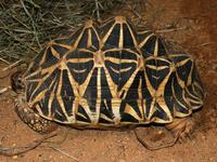 Geochelone elegans - Indian Starred Tortoise