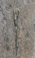 Laudakia caucasia