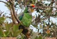 Golden-throated Barbet - Megalaima franklinii