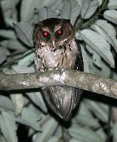 Mindanao Eagle Owl - Mimizuku gurneyi