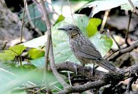 Limestone Wren Babbler - Napothera crispifrons