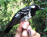 Slaty-backed Thrush - Zoothera schistacea