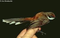 Arafura Fantail - Rhipidura dryas