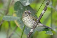 Streaked Saltator (Saltator albicollis) photo