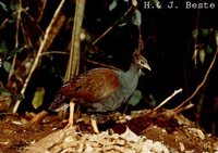 Orange-footed Scrubfowl - Megapodius reinwardt