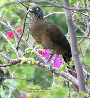 Rufous-vented Chachalaca - Ortalis ruficauda