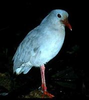 Kagu - Rhynochetos jubatus