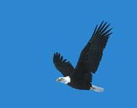 Bald Eagle (Haliaeetus leucocephalus) photo