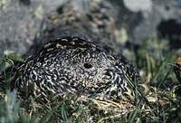 White-tailed Ptarmigan (Lagopus leucurus) photo