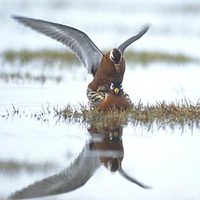 Red Phalarope (Phalaropus fulicaria) photo