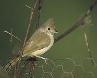 Oak Titmouse (Baeolophus inornatus) photo