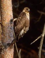 Common Buzzard (Buteo buteo) photo