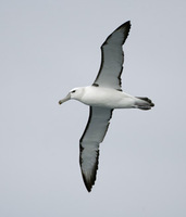 Shy Albatross (Thalassarche cauta) photo